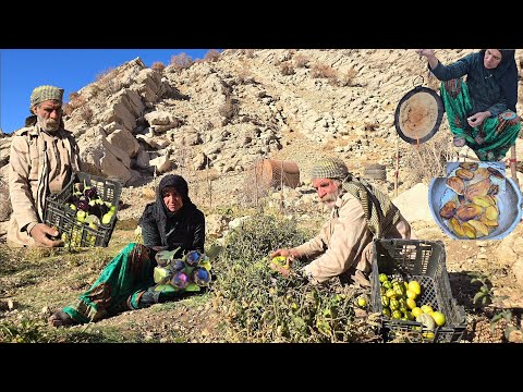 Nomadic life up close Harvesting tomatoes and eggplants and