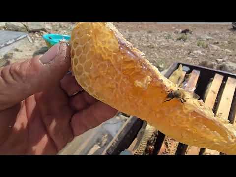 The secret to harvesting pure honey from nomadic hives