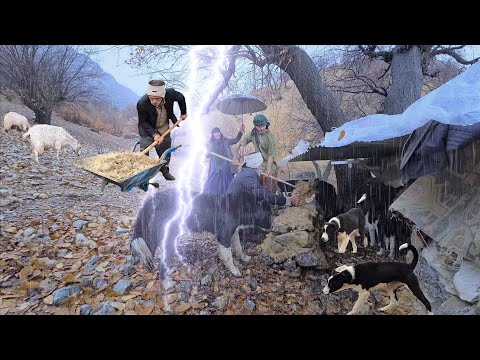 Nomadic Life Two Wars in the Rain A Battle for Dogs and a