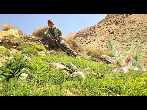 Journey to the heart of Zagros nature The story of picking