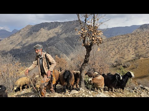 Iran nomadic life Jahangir s journey to mountain pastures