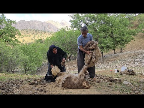lran nomadic life The end of sheep shearing in the mountains