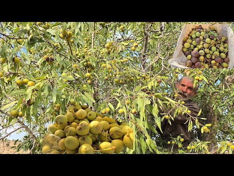 Iran nomadic life Wild pear apple harvest by hardworking