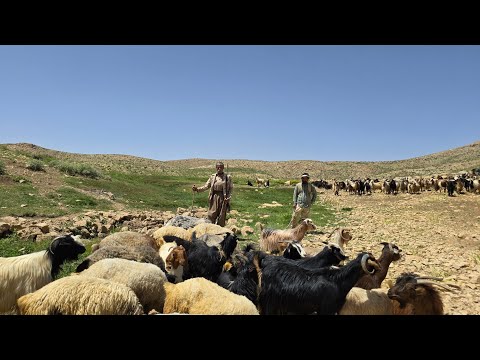 lran nomadic Life A Journey to the Lush Mountains of Iran