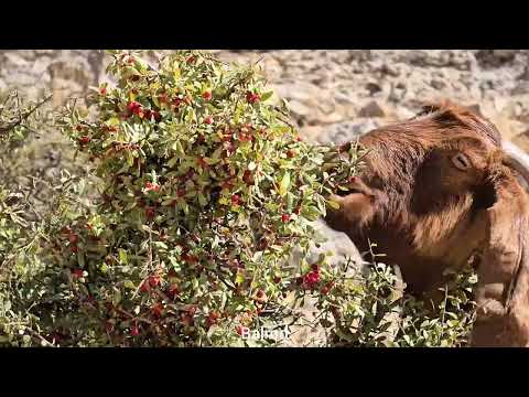 From Herding to Firewood Gathering Real Mountain Adventure