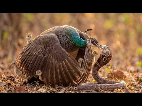 Indian Peafowl Life Cycle A Mother Defends Her Chicks