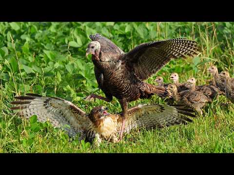 Turkey Chicks Face Deadly Predators Every Day Full Life