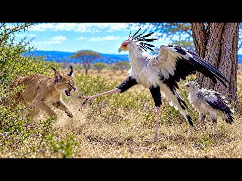 Secretarybird Life Cycle Surviving the Savanna to Become a