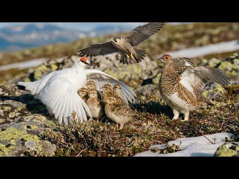 Rock Ptarmigan 100 Days From Egg to Survivor Hunted With No
