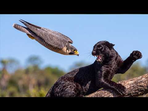 Peregrine Falcon Life Cycle 4 Eggs on a Ledge to