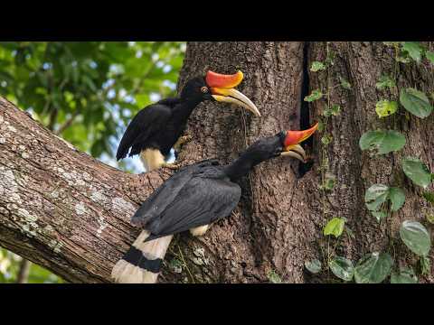 Rainforest s Most Dangerous Nest Hornbill Mother Trapped