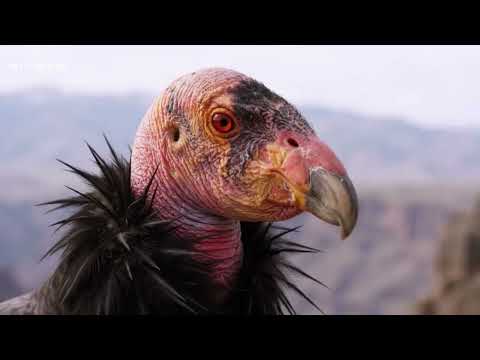 Wolf Pack vs California Condor Standoff At The Abyss Edge