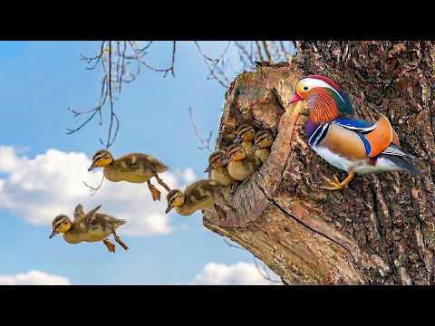 Mandarin Duck 100 Days From Egg To Survivor Life in the Wild