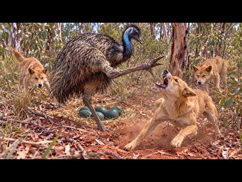 Emu With One Powerful Kick to Defend Its Eggs From a Pack