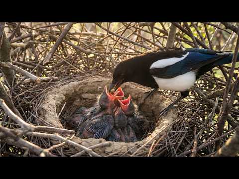 Eurasian Magpie 90 Days From Egg to Survivor Fortress Nest