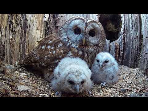 This Owlet s First Flight Changes Everything Survival