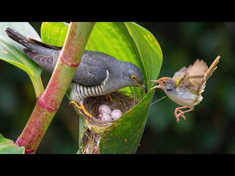 Long tailed Tailorbird Life Cycle A Cuckoo Takes One Egg