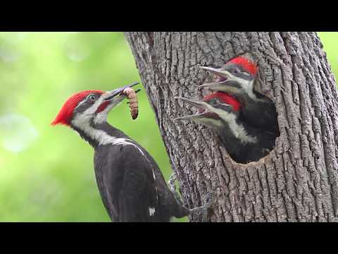 This Woodpecker Risks Everything to Feed Its Chicks Full