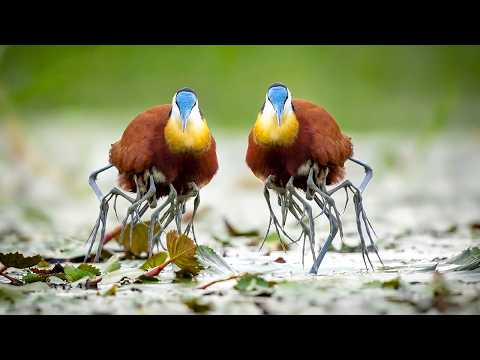 African Jacana 150 Days From Egg to Survivor Life on Water