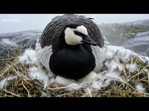 Barnacle Goose 150 Days From Egg To Survivor