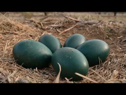Emu Father Survives Drought and Predators to Raise His 5