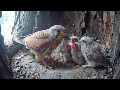 Eurasian Kestrel Bird 99 Days From Egg to Survivor