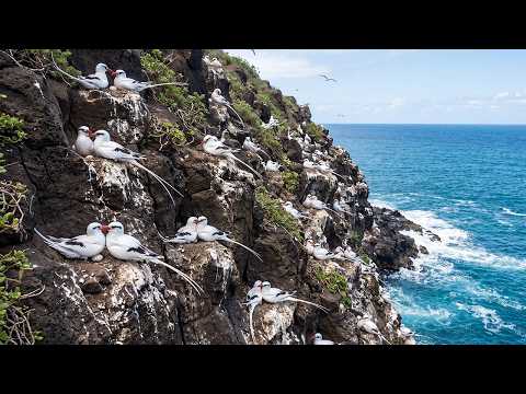 Island Predators Close In White tailed Tropicbird Egg to