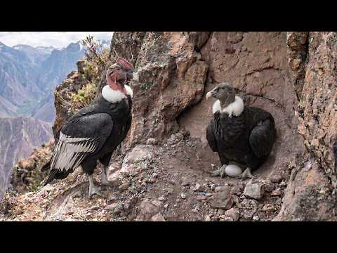 Andean Condor Extreme Parenting and Survival in the Andes