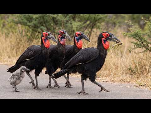 One Chick Survives While Siblings Die Hornbill s Brutal 120