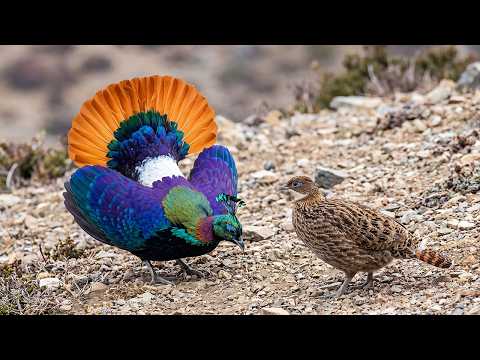 Himalayan Monal 210 Days From Egg to Survivor Born on Cliffs