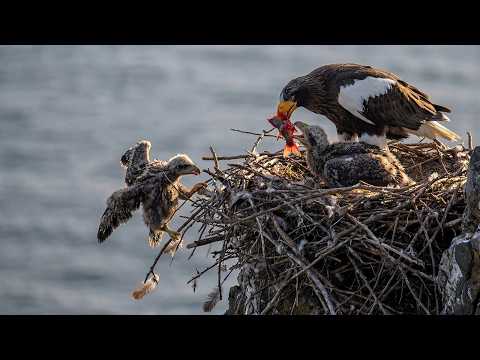 Steller s Sea Eagle 130 Days From Egg to Survivor Born in a