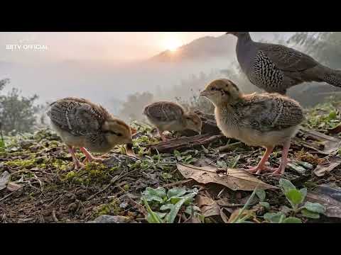 Silver pheasant 150 Days From Egg to Survivor Hunted Forest
