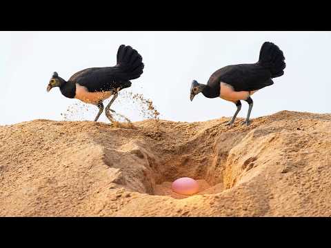 Maleo Bird 199 Days From Egg To Survivor