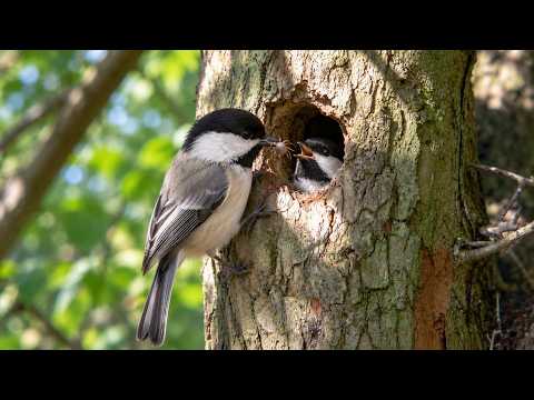 Black capped Chickadee Life Cycle From Blind Hatchling to