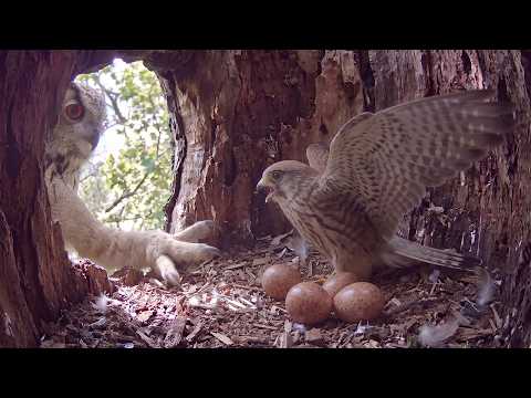 Eurasian Kestrel Life Cycle An Owl Comes for Her Eggs
