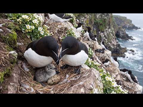 Razorbill Chick vs Nature s Deadliest Cliffs Will It Survive