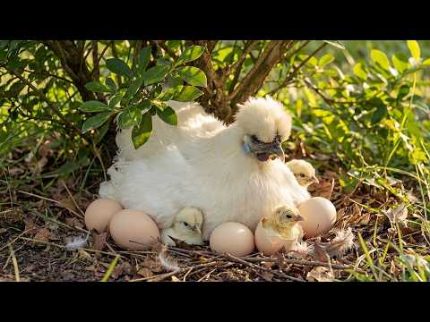 Silkie Chicken 190 Days From Egg To Survivor Animals Life