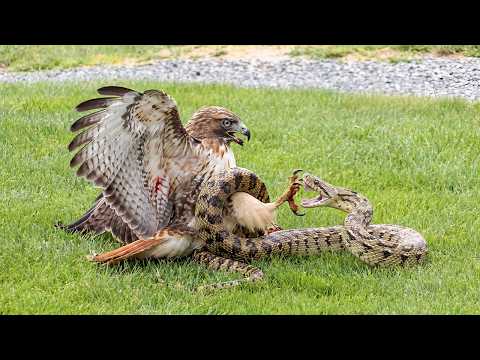 Hunting Snakes to Save Her Last Two Chicks One Wrong Move