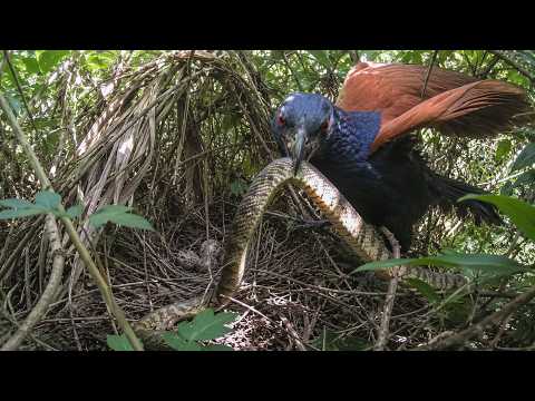 Greater Coucal 4 Chicks One Deadly Snake and the Battle at