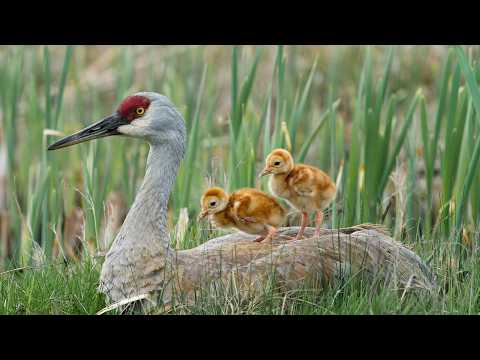 This Crane Mother Risk Everything to Protect Her Chicks