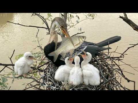Anhinga Bird 130 Days From Egg to Survivor Hunts Like a