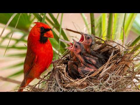 Tiny Bird Massive Threat Northern Cardinal Life Cycle Full