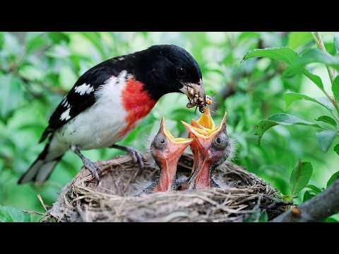 How the Grosbeak Raises Chicks Against All Odds Raised
