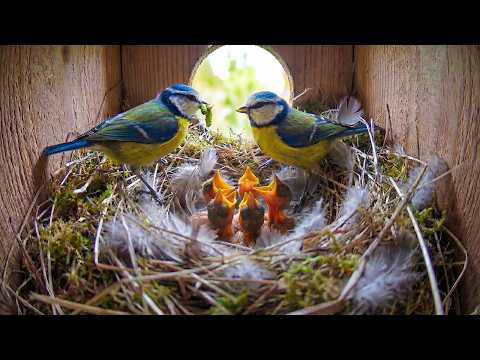Eurasian Blue Tit 49 Days From Egg To Survivor
