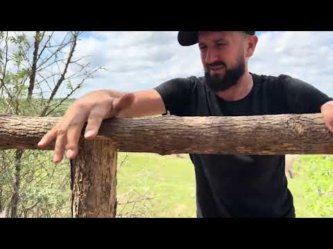Building a secret dugout in the trunk of a large tree