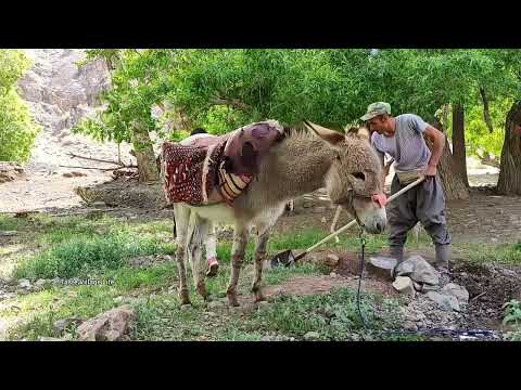 Village Lifestyle Iran Amazing Fish Cooking Bread Baking