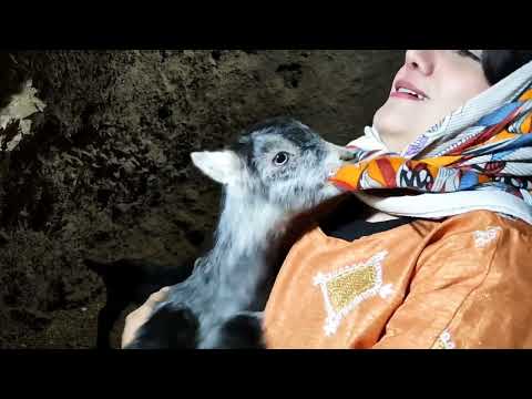 Authentic Village Lifestyle Iran Donkey Riding Nature