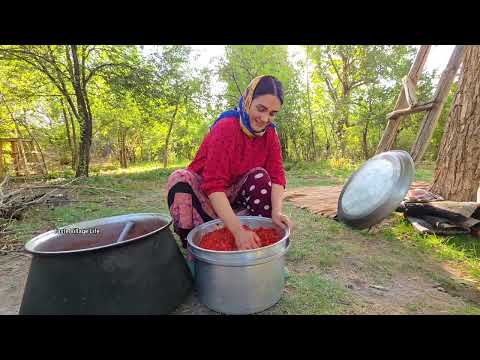 Harvesting Fresh Tomatoes Storing Them Traditionally Iran