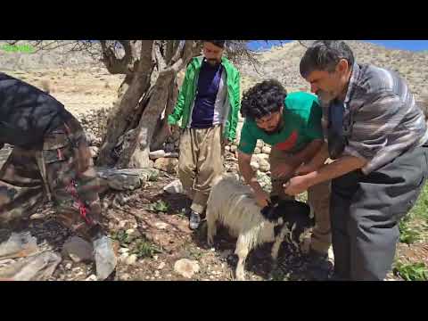 Living the Nomad Life in Spring Zagros The Beauty of Nature