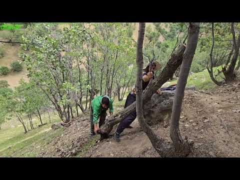 Life of Nomads in Zagros Mountains Gathering Firewood in